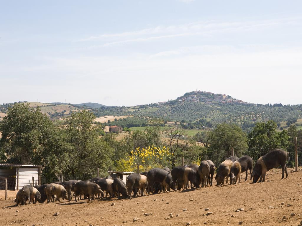 Agriturismo Boschetto Di Montiano Монтіано Екстер'єр фото